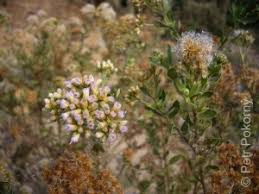 Image result for Pluchea dioscoridis