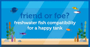 Aquarium Fish Compatibility