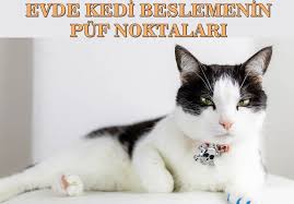 Evde Kedi Beslemek Nasil Olur Kedi Evler
