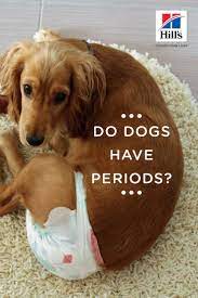 Do Female Dogs Get Periods Hill S Pet Female Dog In Heat Dog Heat Cycle Dog In Heat