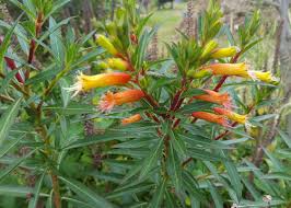 Image result for Cuphea micropetala