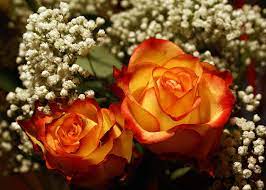 Frequently asked questions about orange flowers. Flower Power Yellow Roses Red And Yellow Roses Yellow Rose Meaning