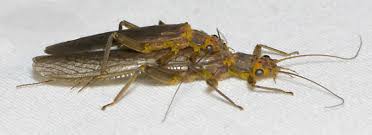 Image result for Perlidae