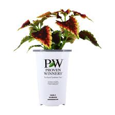 Image result for Pycreus elegantulus