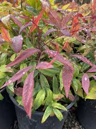 Image result for Nesaea pygmaea