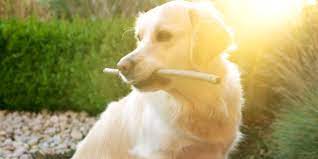 Golden retriever, breeder, new jersey, golden retriever breeder, new jersey breeder, puppies, golden retriever puppy, companions, pet, pets, training, dog training, show dog. Golden Retriever Breeders In New Jersey Breeder Review