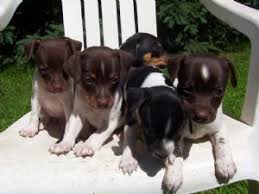 The rat terrier is an american dog breed with a background as a farm dog and hunting companion. Rat Terrier Puppies In Iowa