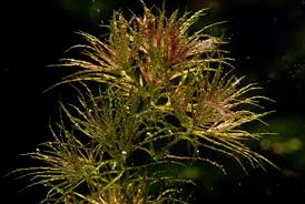 Image result for Najas testui