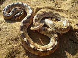 Image result for Alinula paradoxa
