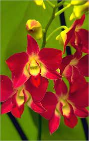 Pin On Orchids