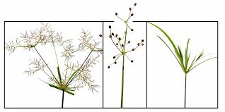 Image result for Fimbristylis quinquangularis