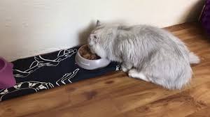 Felix Kedi Mamasi Incelemesi Youtube