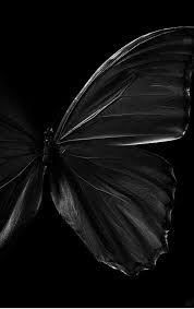 Black And White Butterfly Spiritual Meaning Chloe Price Spirit Animal Blue Butterfly Beautiful Butterflies Butterfly