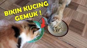 Makanan basah kucing vs makanan kering kucing. Harus Coba Bikin Sendiri Makanan Kucing Biar Cepat Gemuk Youtube