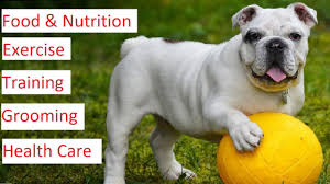 Bulldogs who receive regular veterinary care are more likely to reach this age than those. Bulldog 101 Feeding Exercise Training Grooming Health Care Of A Bulldog Youtube