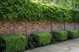 The biggest reason is lack of water; Pleached Trees Pleached Evergreen Trees Hopes Grove Nurseries