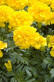 Image result for Tagetes patula