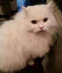 Blue, the King of Cats