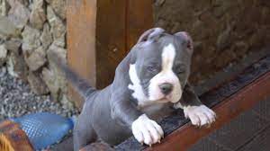 American Bully Pocket Puppies For Sale American Bully Pocket American Staffordshire Terrier Puppies Pitbull Puppies For Sale