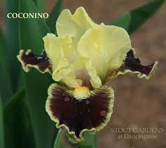 Iris Coconino Iris Flowers Iris Garden Unusual Plants