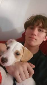 Chihuahua found in Stone Water Subdivision