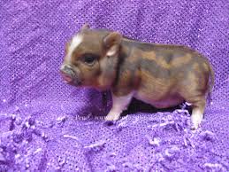 We have three baby carriers for sale. Miniature Pet Pigs For Sale Pet S Gallery