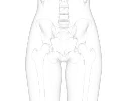 The femur, the hip bone (subdivided into ilium. Body Parts Pelvis Hip Thigh Upswing Health