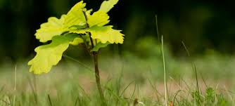 The myths about cutting tree roots. How To Get Rid Of Tree Saplings Kill Tree Saplings In Lawns Zodega
