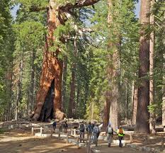 The park service's mariposa grove page includes lots of official details about the grove. Mariposa Grove Of Giant Sequoias In Yosemite
