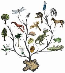 Evolution Of Animals Phylogenetic Tree Tree Of Life Evolution Theory Of Evolution