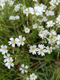 Image result for Cerastium