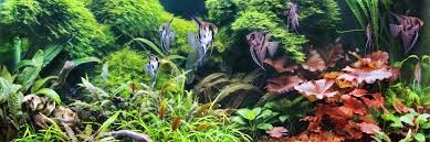 Aquarium plants also need lighting. Led Bars Ledaquaristik De