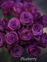 Check spelling or type a new query. The Lavender Purple Rose Study Purple Roses Purple Flowers Beautiful Roses