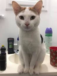 Pretty sure my bunny just tried to pee