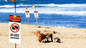 Apr 18, 2020 · you found our list of the best online team building games for remote teams. Funny Zoom Backgrounds Www Funny Social