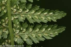 Image result for Cycnium filicalyx