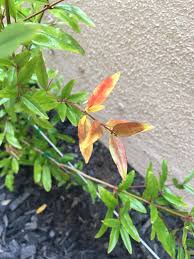 Do pomegranate trees lose their leaves? Red Leaves On Young Pomegranate Tree Any Ideas Backyardorchard