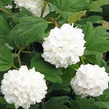 Dig a hole that is three times the width of the container (the root ball) and just as deep. Buy Viburnum Opulus Sterile Online Southern Woods