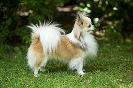 Teacup chihuahua puppies for sale are exceptionally tiny. Chihuahua Long Coat Breeds A To Z The Kennel Club