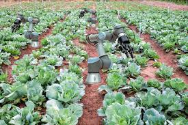 Our vegetable gardening for beginners guide summarizes how to start a vegetable garden from scratch vegetable gardening for beginners. Cabbage Vegetable Garden Of Farmer Have Installed A Robot For Help A Harvesting With The New Agricultural Theory Concept On Smart Farming 4 0 And Industry 4 0 Innovation Concept Idea Stock Photo Picture