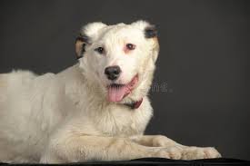 White black spots puppy stock photo. Image of full, great