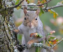Oh Look A Squirrel By Williambain Squirrel Animals Chipmunks