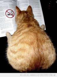 Find mixed breed kittens & cats for sale uk at the uk's largest independent free classifieds site. Pin By Jules On Now I M Smiling Cat Books Crazy Cats Funny Cats