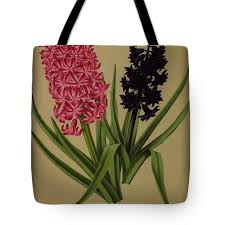 Image result for Hyperacanthus amoenus