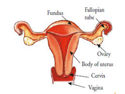 In humans, the female reproductive system is immature at birth and develops to maturity at puberty to be able to produce gametes, and to carry a foetus to full term. Atlas Of Visual Inspection Of The Cervix With Acetic Acid For Screening Triage And Assessment For Treatment