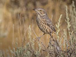 Image result for Cenchrus trisetus