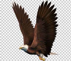 Bird Bald Eagle Png Accipitridae Accipitriformes Animals Bald Eagle Beak Bald Eagle Bird Eagle
