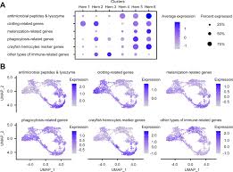Needed materials* general invertebrates set (132575) microscope slides. Single Cell Rna Seq Analysis Reveals Penaeid Shrimp Hemocyte Subpopulations And Cell Differentiation Process Elife