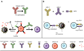 Image result for Immune Checkpoint Inhibitor