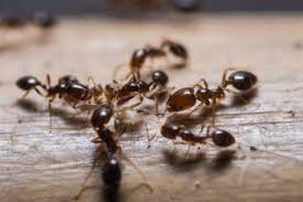 However, with these diy tips and techniques, you can save money while getting an ant infestation under control. Ants In Yard Infestation Treatment Ryno Lawn Care Llc
